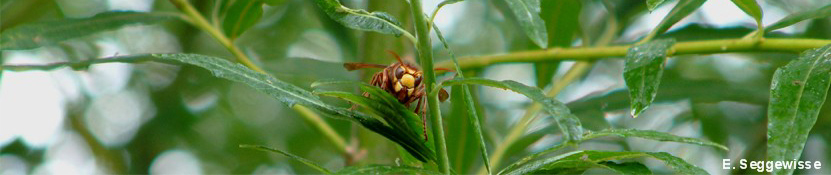 Hornisse (Vespa crabro) Hornisse (Vespa crabro)