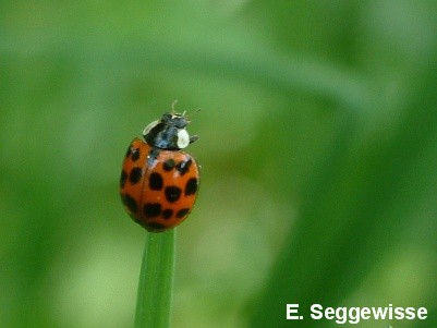 Asiatischer Marienk&auml;fer