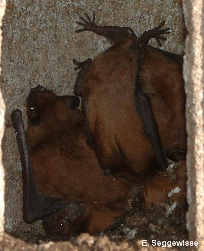 Gro&szlig;er Abendsegler (Nyctalus noctula)