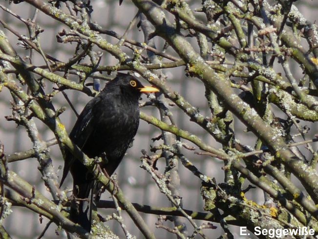 Amsel