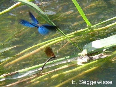 Blauflügel-Prachtlibelle (Calopteryx virgo) Blauflügel-Prachtlibelle (Calopteryx virgo)