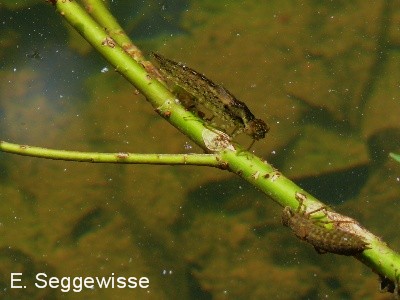 Larve: Blaugr&uuml;ne Mosaikjungfer (Aeshna cyanea)