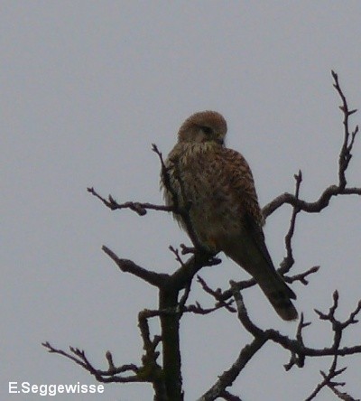 Turmfalke (Falco tinnunculus) Turmfalke