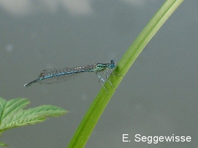 Blaue Federlibelle Blaue Federlibelle