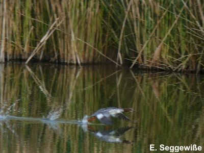 G&auml;nses&auml;ger(Mergus merganser)