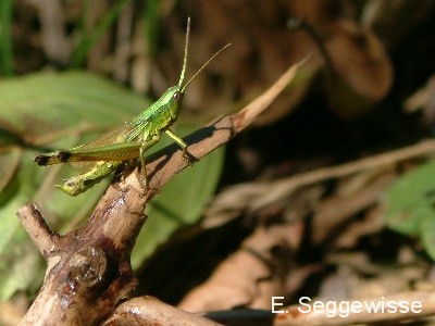 Gro&szlig;e Goldschrecke (M.) (Chrysochraon dispar)