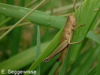 Gro&szlig;e Goldschrecke (W.)(Chrysochraon dispar)