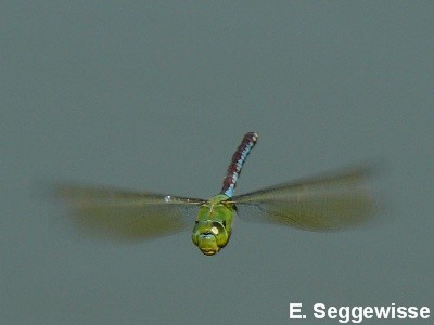 Große Königslibelle Große Königslibelle
