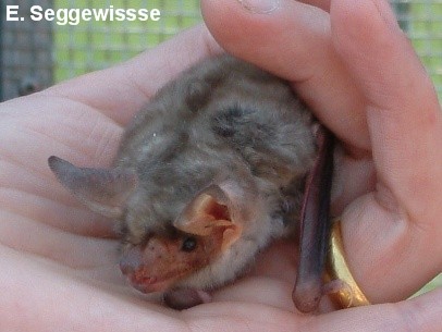 Das Gro&szlig;e Mausohr (Myotis myotis)