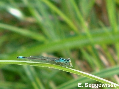 Große Pechlibelle Große Pechlibelle