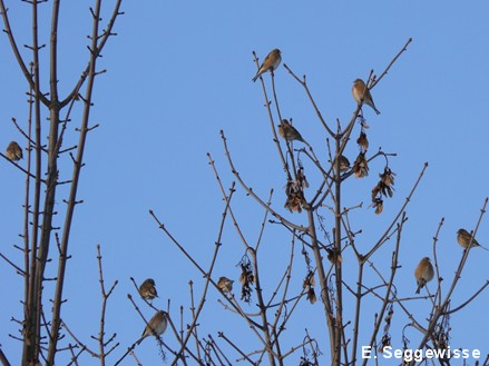 Bluth&auml;nflinge (Carduelis cannabina)