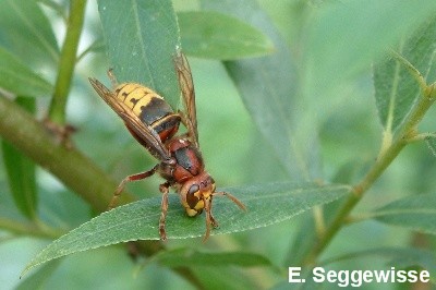 Hornisse (Vespa crabro)
