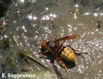 Hornisse (Vespa crabro)