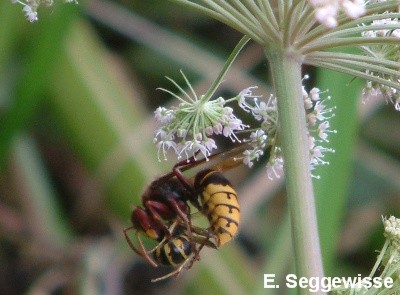 Hornisse (Vespa crabro)