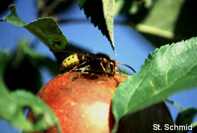 Hornisse (Vespa crabro)