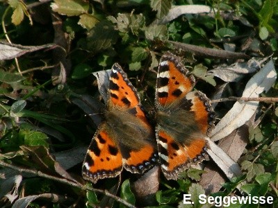 Kleiner Fuchs (Aglais urticae) Kleiner Fuchs (Aglais urticae)