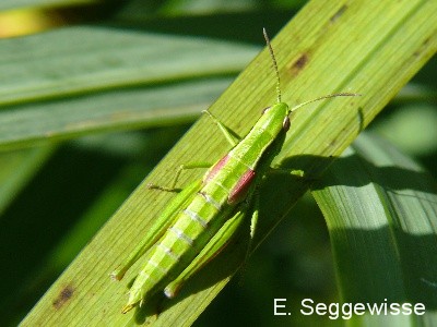 Kleine Goldschrecke (W.) (Euthystira brachyptera)