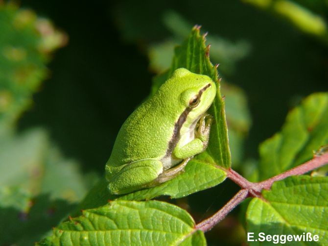 Laubfrosch (Hyla arborea)