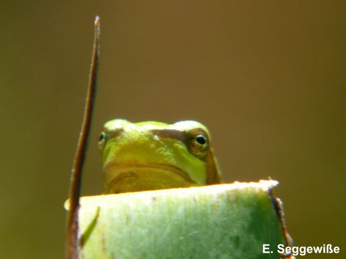 Europ&auml;ischer Laubfrosch (Hyla arborea)