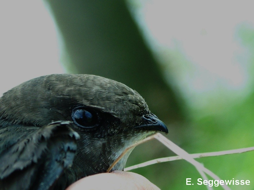 Mauersegler (Apus apus)