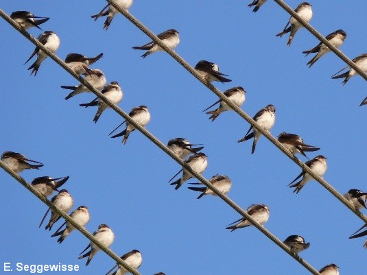 Mehlschwalben (Delichon urbica)