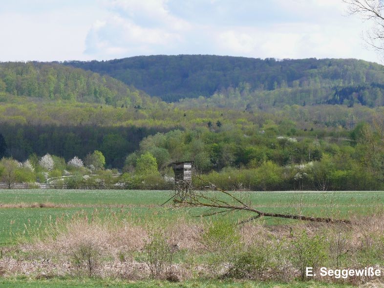 NSG Altwiesen im Kerngebiet mit Hochsitz