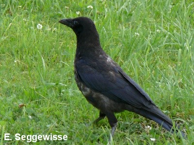Rabenkr&auml;he (Corvus corone)