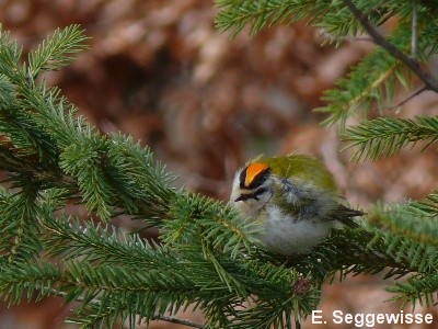 Sommer-Goldh&auml;hnchen (Regulus ignicapillus)