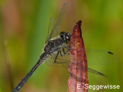 Schwarze Heidelibelle (Sympetrum danae) Schwarze Heidelibelle (Sympetrum danae)