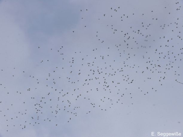 Seidenschw&auml;nze (Bombycilla garrulus)