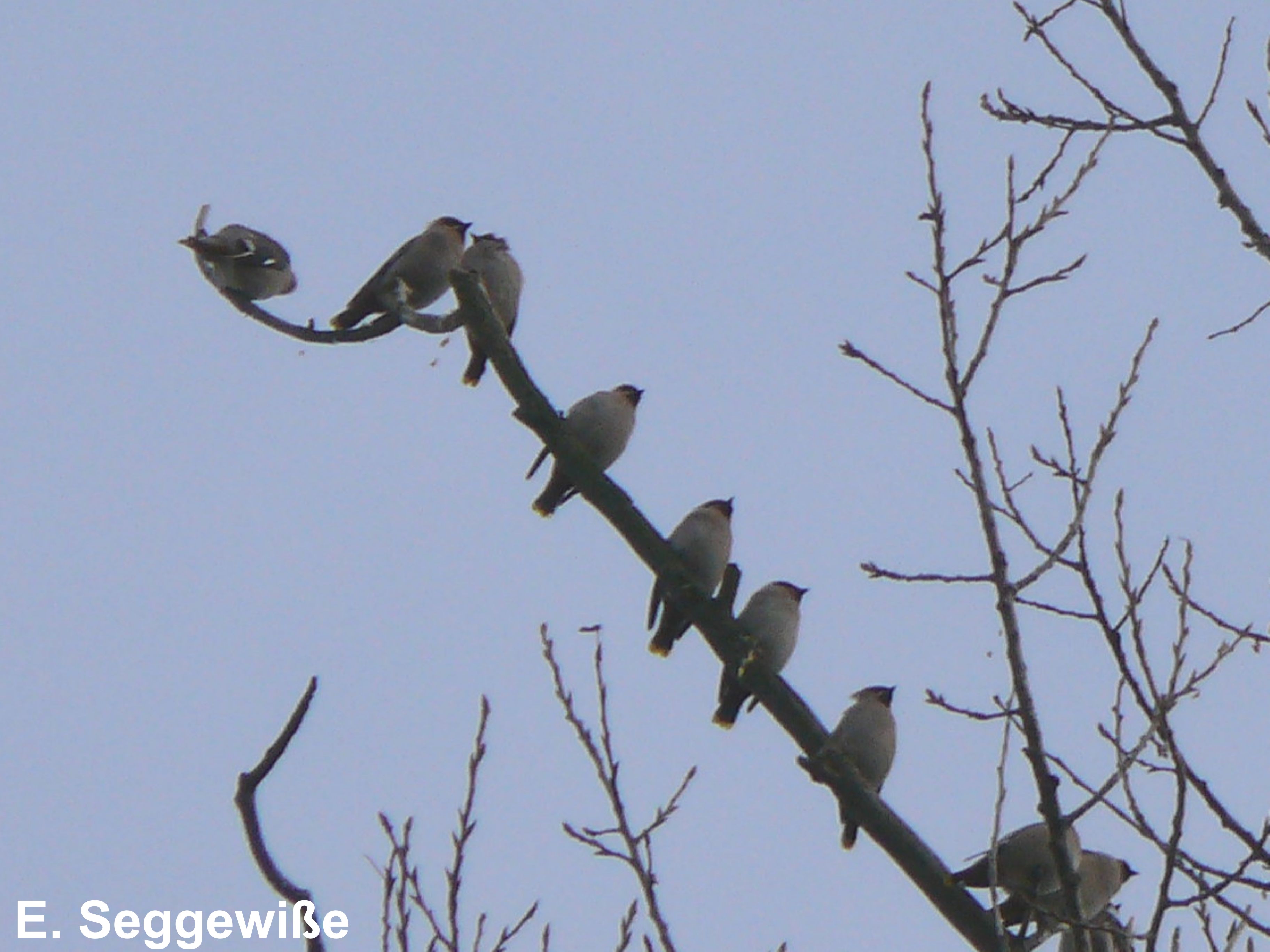Seidenschw&auml;nze (Bombycilla garrulus)