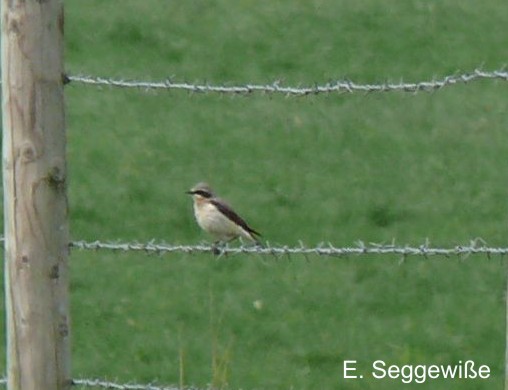 Steinschm&auml;tzer(Oenanthe oenanthe)