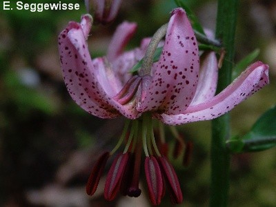 T&uuml;rkenbundlilie (Lilium martagon)