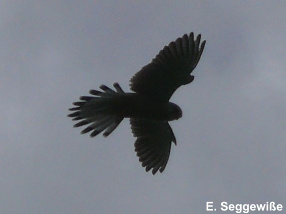 Turmfalke