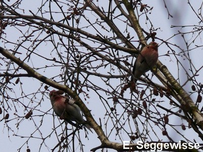 Birkenzeisige (Carduelis flammea)