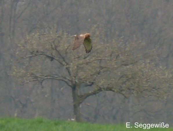Wiesenweihe (Circus pygargus) Wiesenweihe (Circus pygargus)